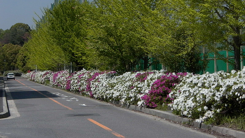 写真：構内の道の横に花がきれいに咲いている様子