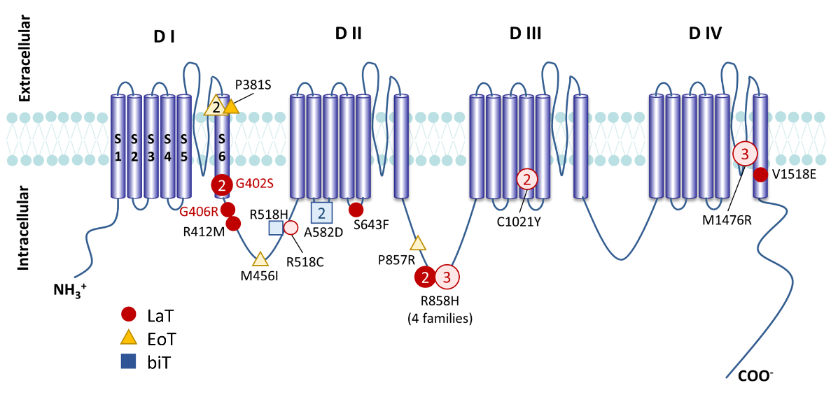 [図4] L型心筋カルシウムチャネルαサブユニットの模式図。多くの変異が細胞内linkerに存在しています。