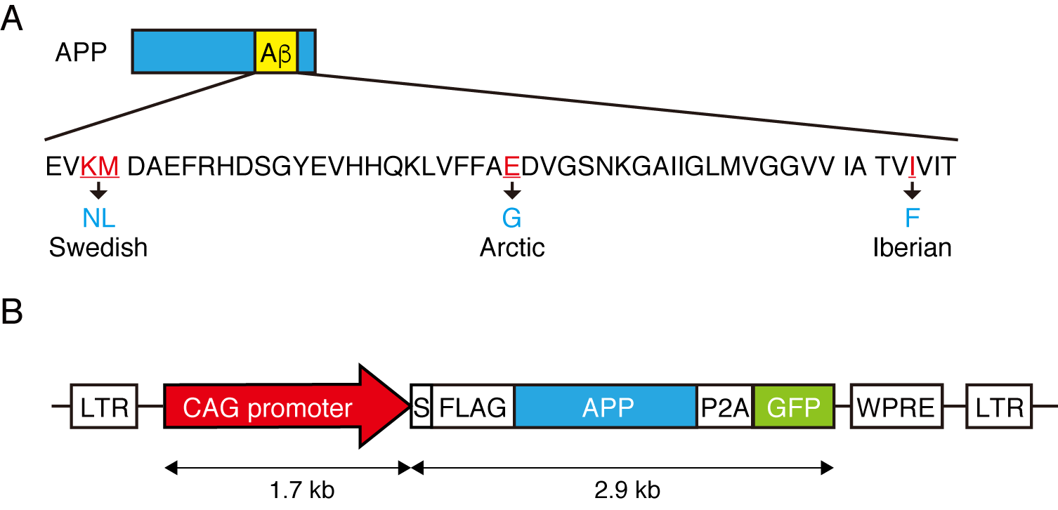 図１．遺伝子導入に用いたレンチウイルスベクターの構築図